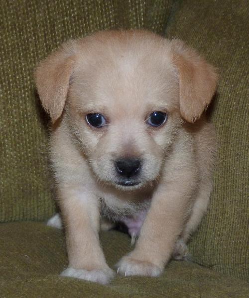 Rupert ~ Adopted! 3