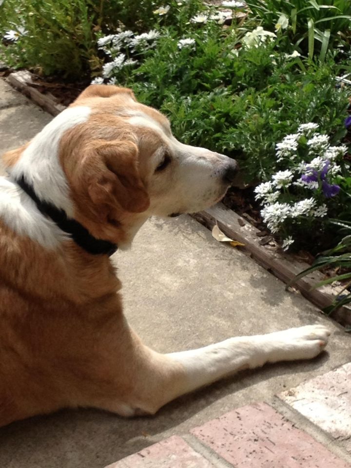 Tilly, an adopted Labrador Retriever & Beagle Mix in Campbell, CA_image-3