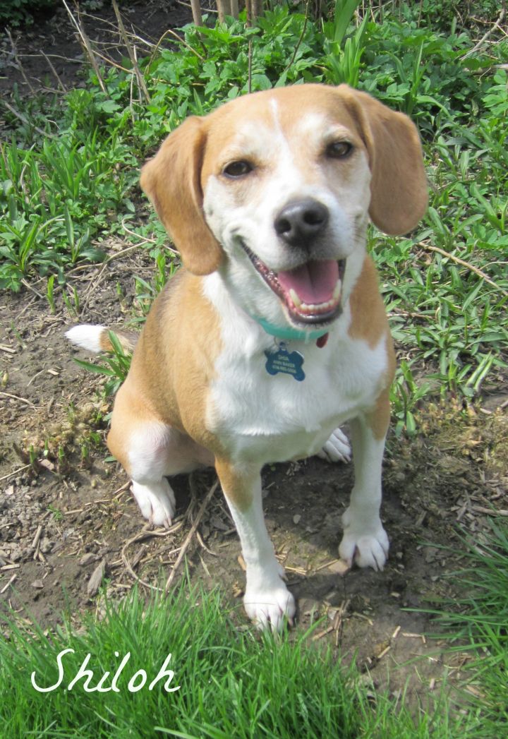 Shiloh, an adopted Beagle Mix in Mansfield, OH_image-1