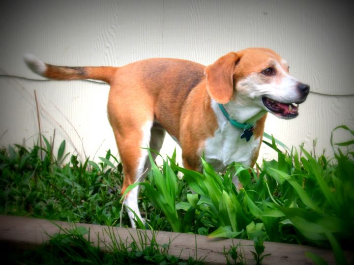 Shiloh, an adopted Beagle Mix in Mansfield, OH_image-2