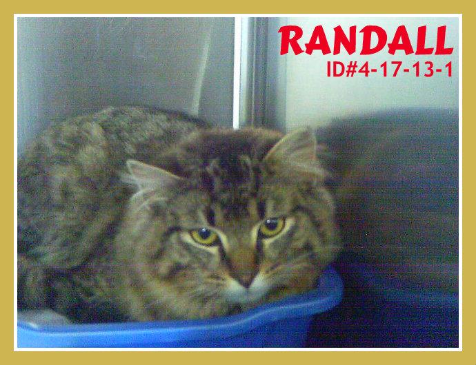 Randy, an adoptable Maine Coon in Valparaiso, IN, 46385 | Photo Image 2