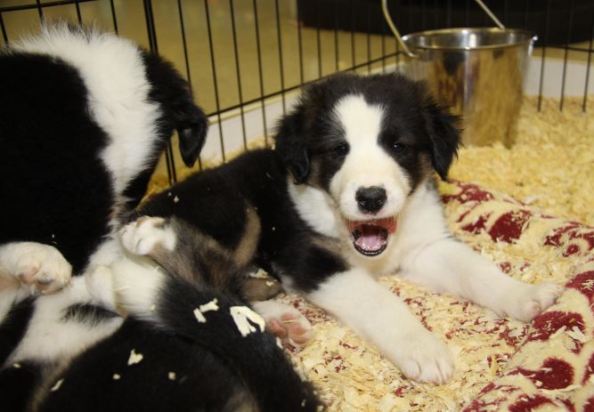 Border Collie-Saint Bernard Puppies (@ WeLovPets)