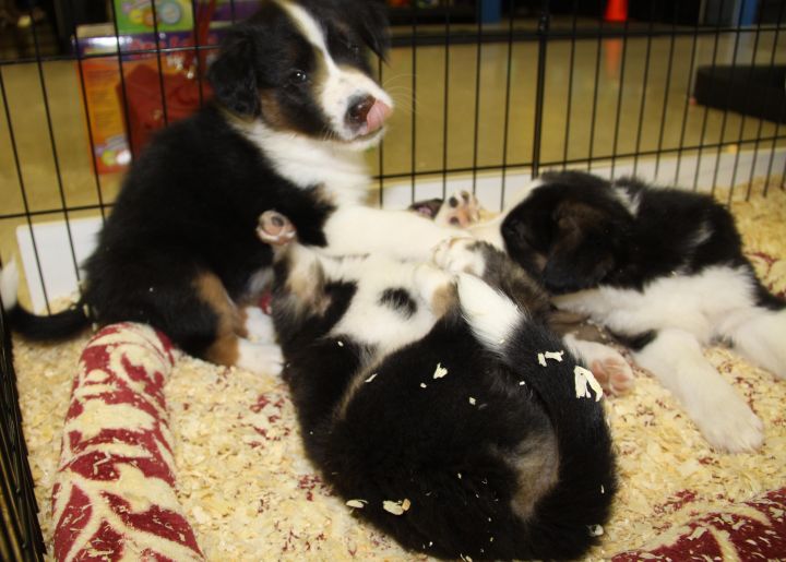 Border Collie-Saint Bernard Puppies (@ WeLovPets) 2