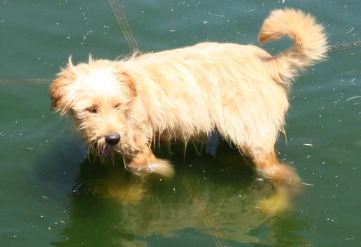 NJ - Curly, an adopted Golden Retriever & Poodle Mix in Bordentown, NJ_image-2