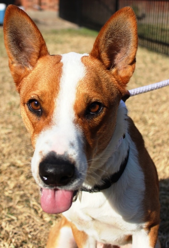 Chevy, an adoptable Australian Cattle Dog / Blue Heeler, Australian Kelpie in Houston, TX, 77019 | Photo Image 2