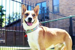 Meet Chevy Chevy is a sweet little guy who had been living on the street all al