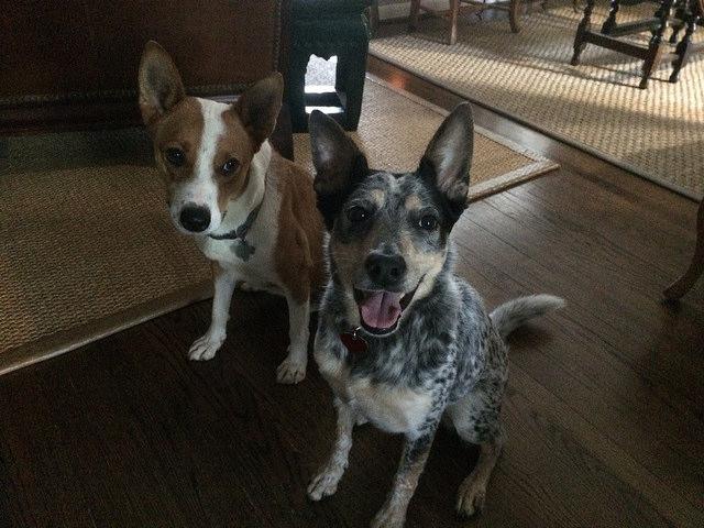 blue heeler rescue houston