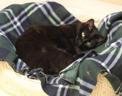 Firecracker, an adopted Domestic Short Hair in Naperville, IL_image-3