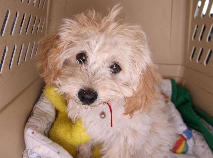 Poodle/Terrier Mix Baby - Zoey - Adopted 2