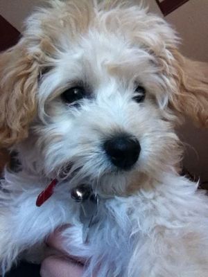 Poodle/Terrier Mix Baby - Zoey - Adopted