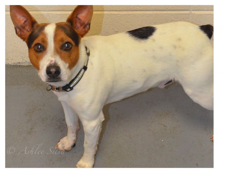 Kurt Russell, an adopted Jack Russell Terrier in Spruce Pine, NC_image-2