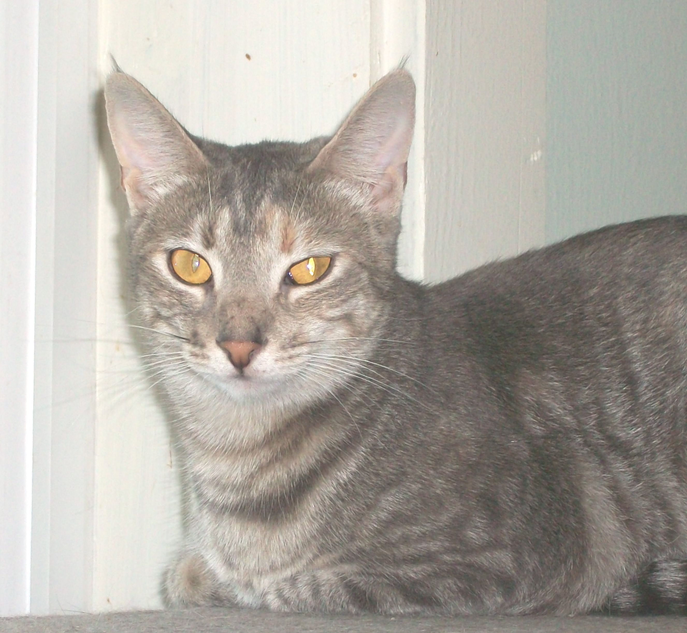 Darla, an adoptable Domestic Short Hair, Siamese in Watsontown, PA, 17777 | Photo Image 1