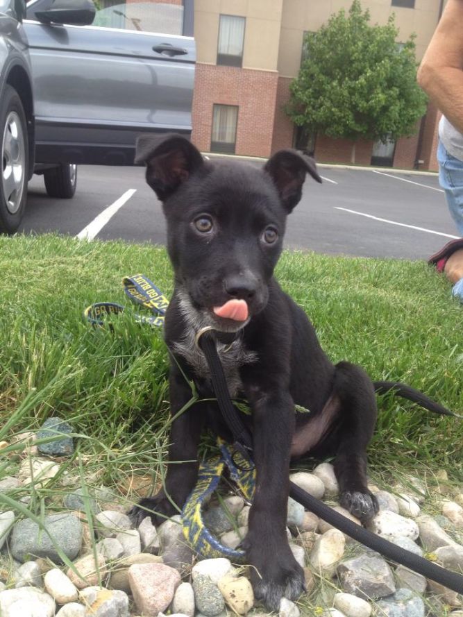 Blue Heeler Mix Puppy (F)