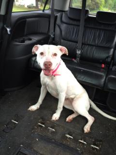 Snow, an adoptable American Staffordshire Terrier in Mont Alto, PA, 17237 | Photo Image 2