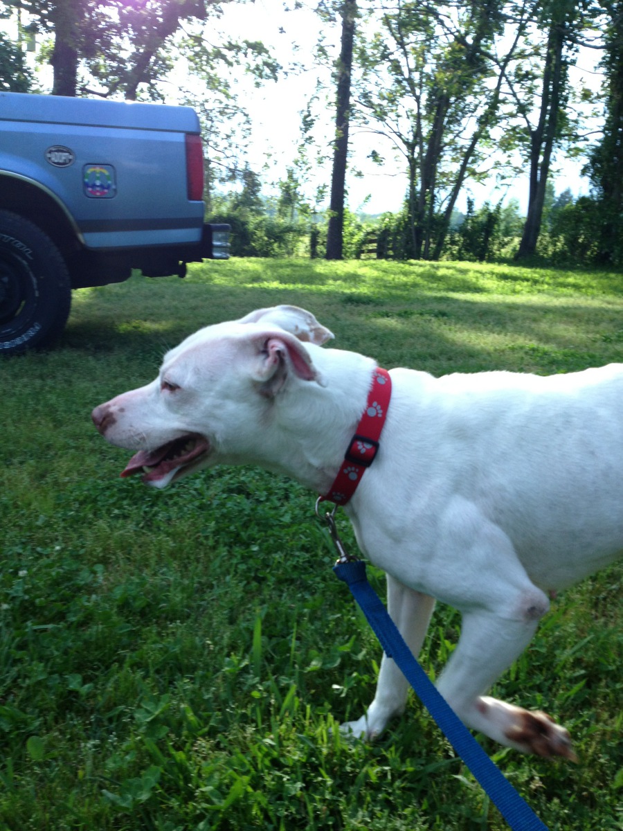 Snow, an adoptable American Staffordshire Terrier in Mont Alto, PA, 17237 | Photo Image 3