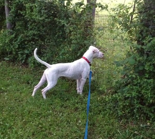 Snow, an adoptable American Staffordshire Terrier in Mont Alto, PA, 17237 | Photo Image 4