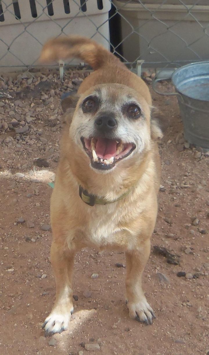 Rizzo, an adopted Chihuahua Mix in Tucson, AZ_image-1