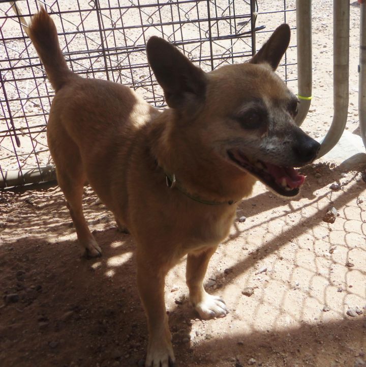 Rizzo, an adopted Chihuahua Mix in Tucson, AZ_image-2