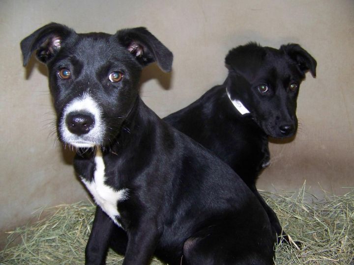 Dog for adoption - Issa, a Border Collie & Labrador ...