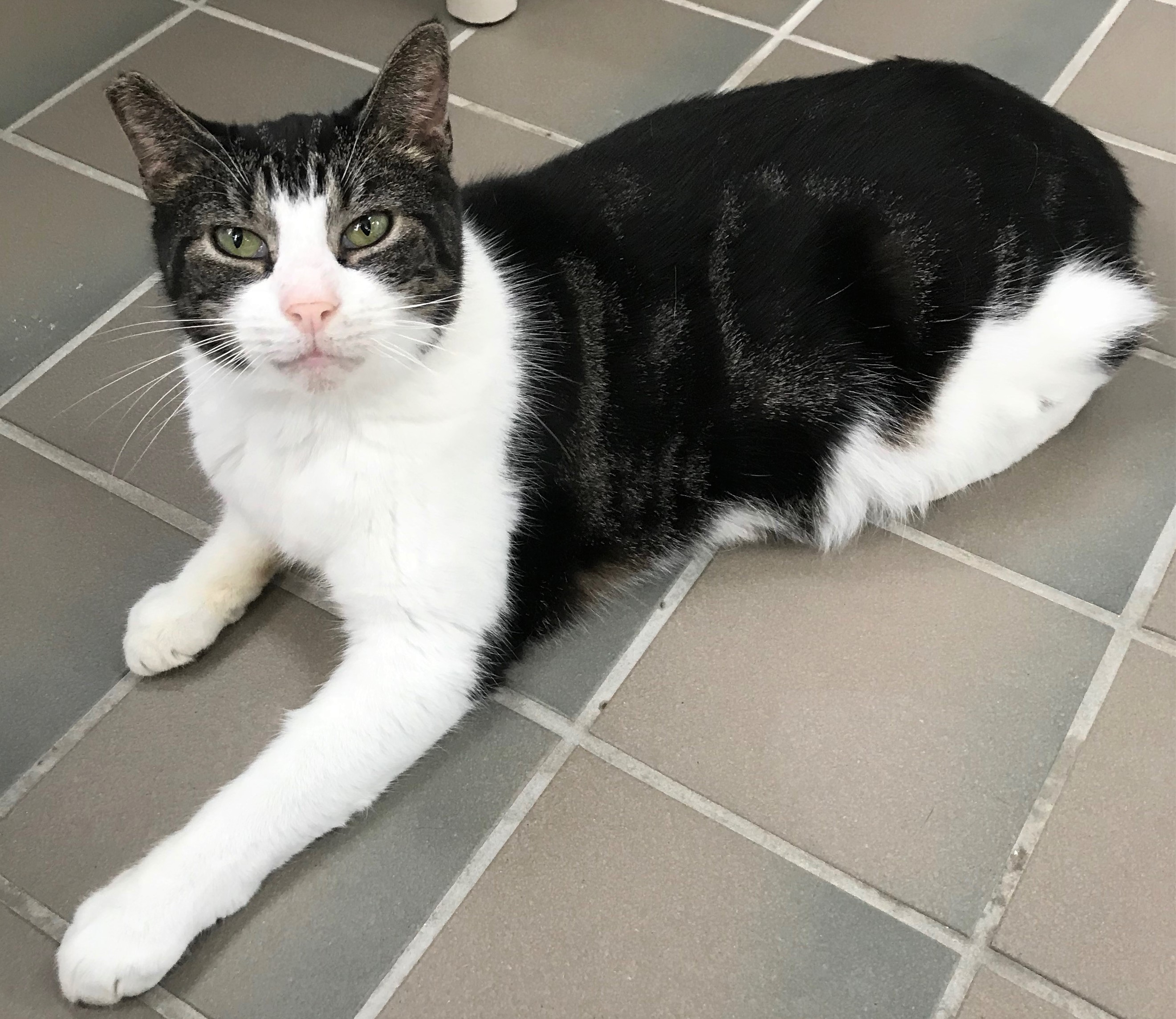 Cash, an adoptable Domestic Short Hair in Smithtown, NY, 11787 | Photo Image 1