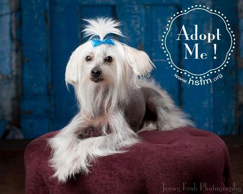 Simone, an adopted Chinese Crested Dog in Flower Mound, TX_image-2