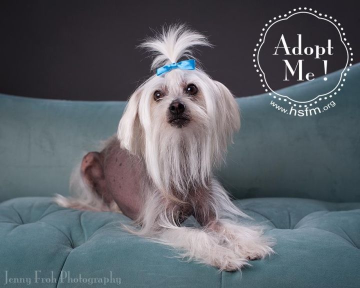 Simone, an adopted Chinese Crested Dog in Flower Mound, TX_image-3