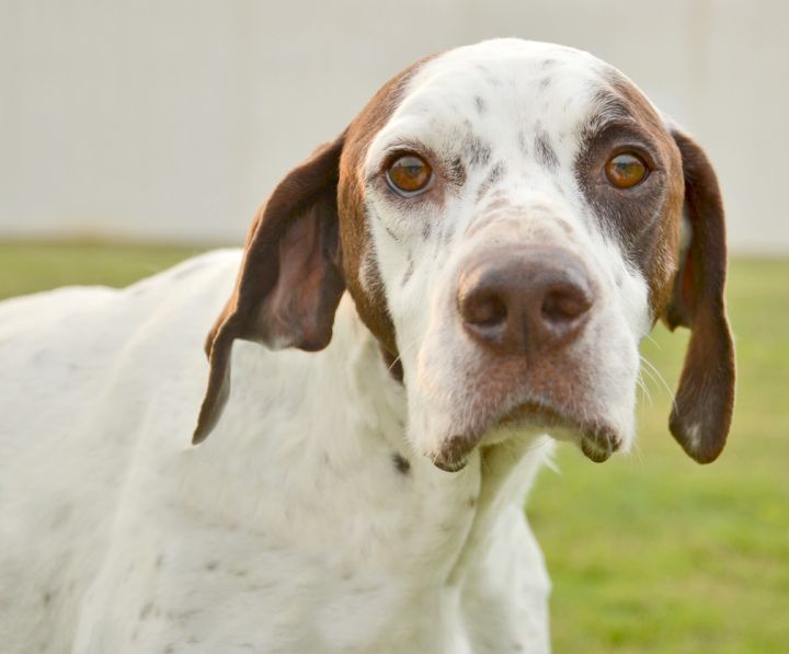 Sparty, an adopted German Shorthaired Pointer in Dallas, TX_image-1