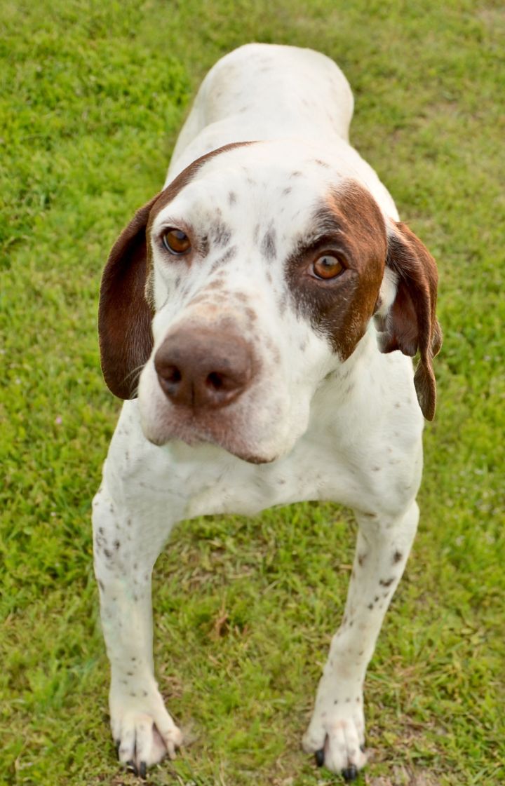 Sparty, an adopted German Shorthaired Pointer in Dallas, TX_image-2