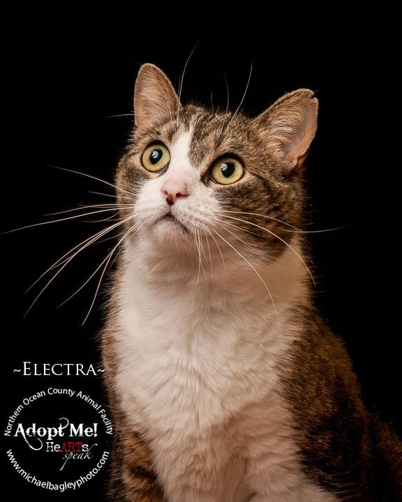 Electra, an adopted Domestic Short Hair in Jackson, NJ_image-1