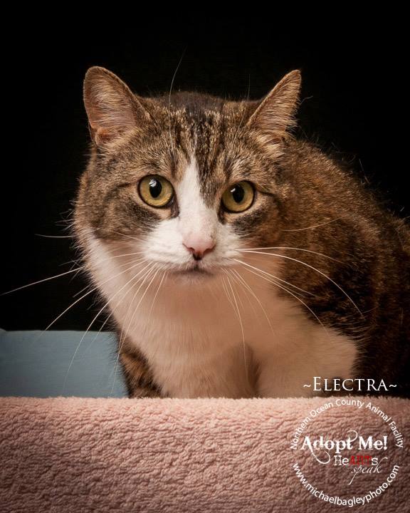 Electra, an adopted Domestic Short Hair in Jackson, NJ_image-2