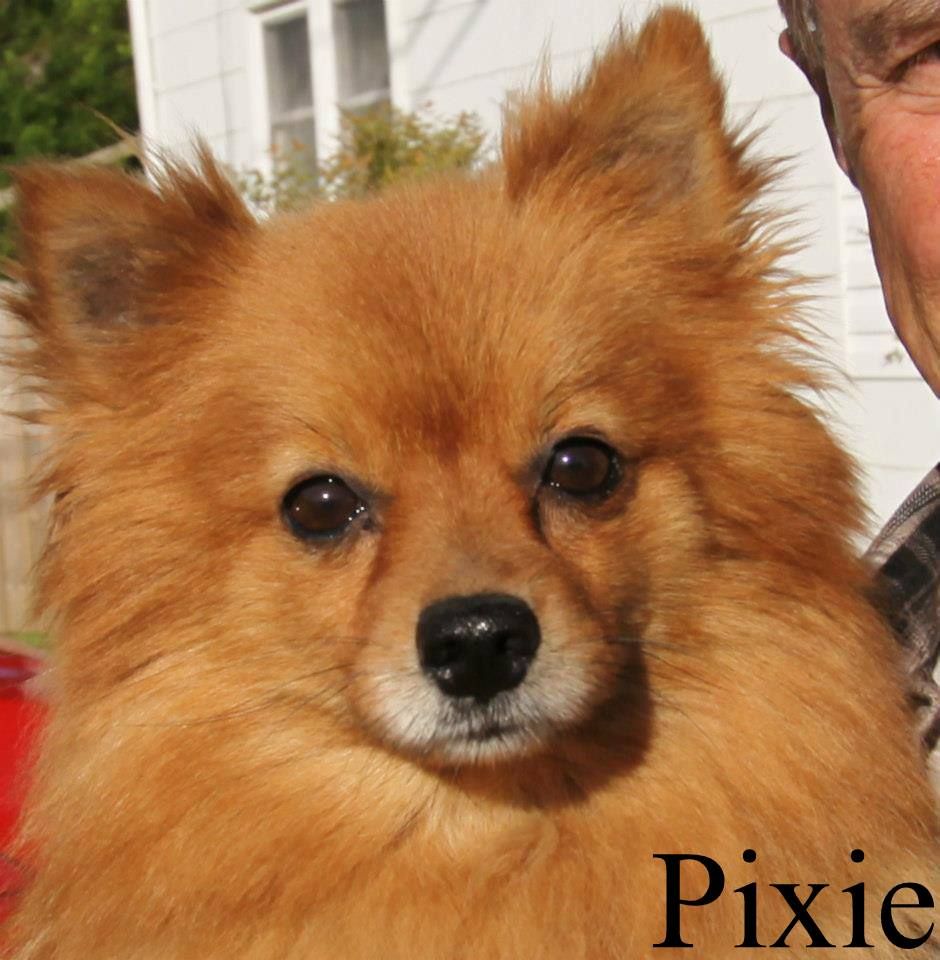 Nj Pixie detail page