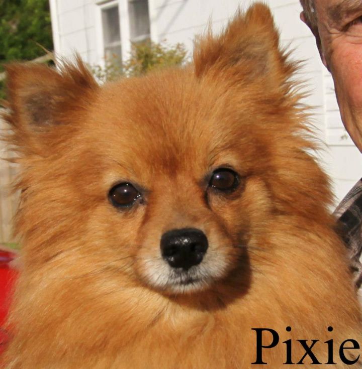 NJ - Pixie, an adopted Pomeranian Mix in Bricktown, NJ_image-1