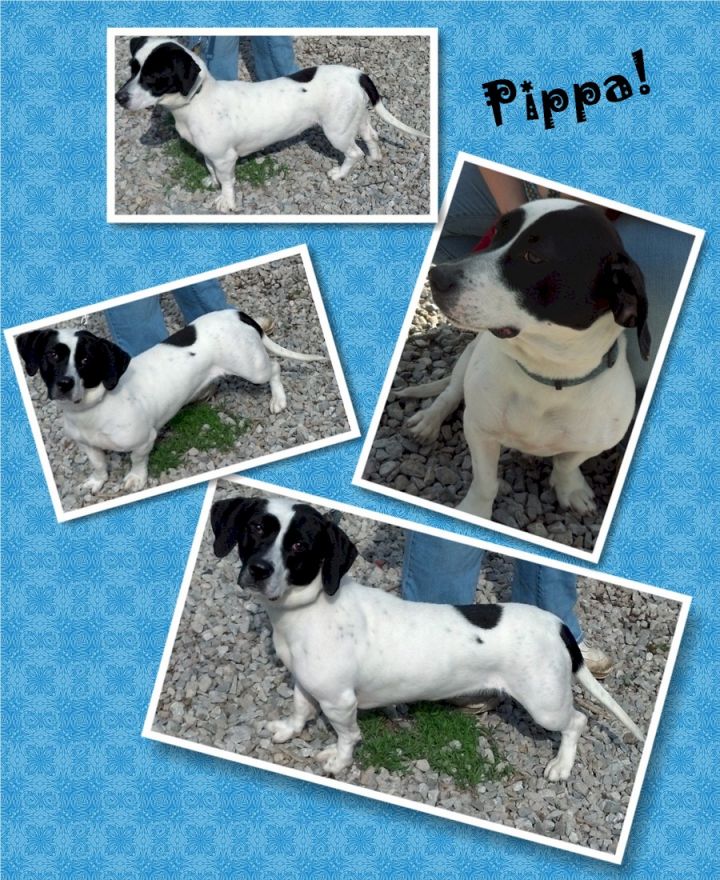 Pippa (aka Pepa) 1