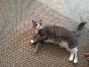 This is Miss Charlotte She is a very calm sweet kitty Charlotte is 2-12 yrs old and is availabl