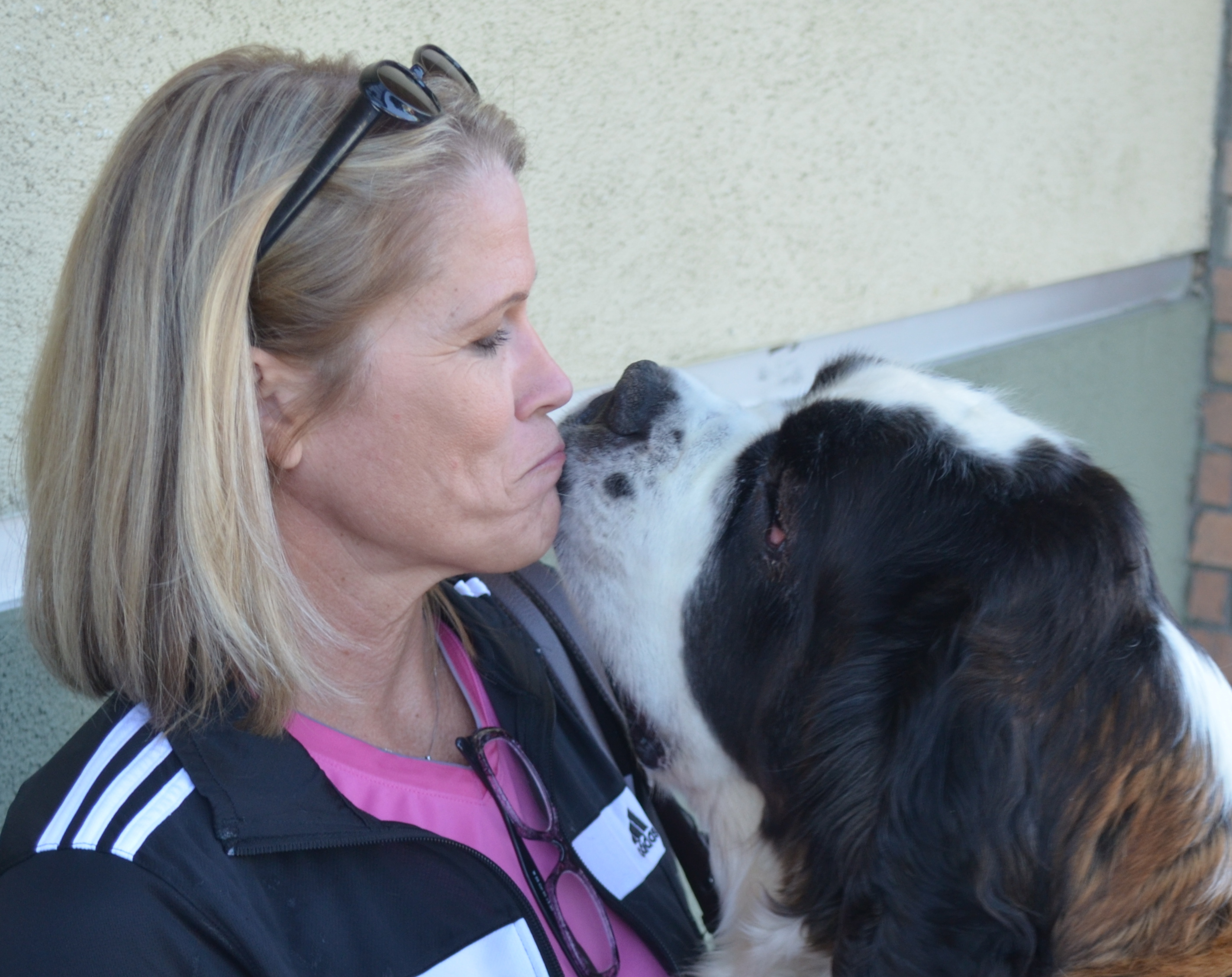Foster Homes Needed (north), an adoptable Saint Bernard in Ceres, CA, 95307 | Photo Image 1