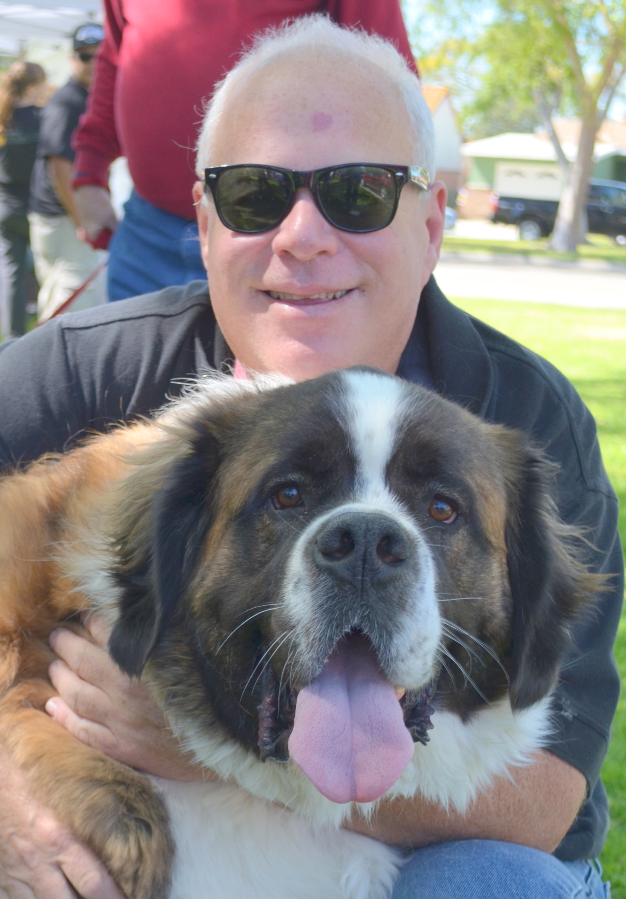 Foster Homes Needed (north), an adoptable Saint Bernard in Ceres, CA, 95307 | Photo Image 3