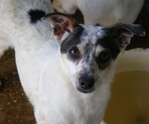 Pap, an adoptable Rat Terrier, Jack Russell Terrier in Floresville, TX, 78114 | Photo Image 1