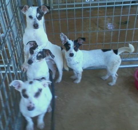 Jack russell mixed with best sale rat terrier