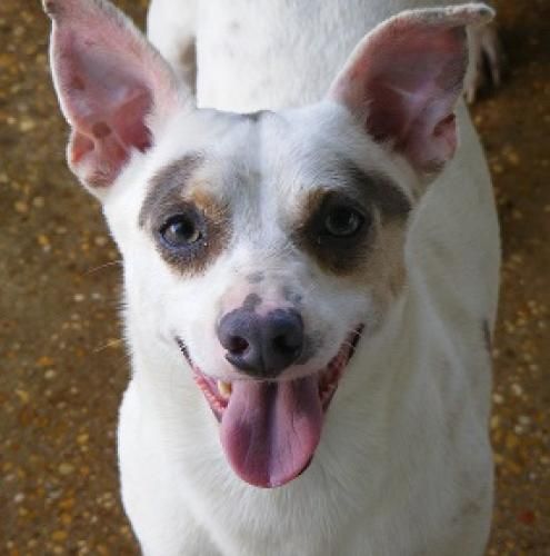 Lou, an adoptable Rat Terrier, Jack Russell Terrier in Floresville, TX, 78114 | Photo Image 1
