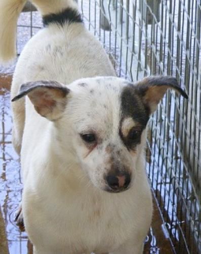 Conda, an adoptable Rat Terrier, Jack Russell Terrier in Floresville, TX, 78114 | Photo Image 1