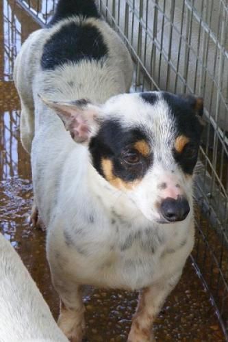 Blaine, an adoptable Rat Terrier, Jack Russell Terrier in Floresville, TX, 78114 | Photo Image 1