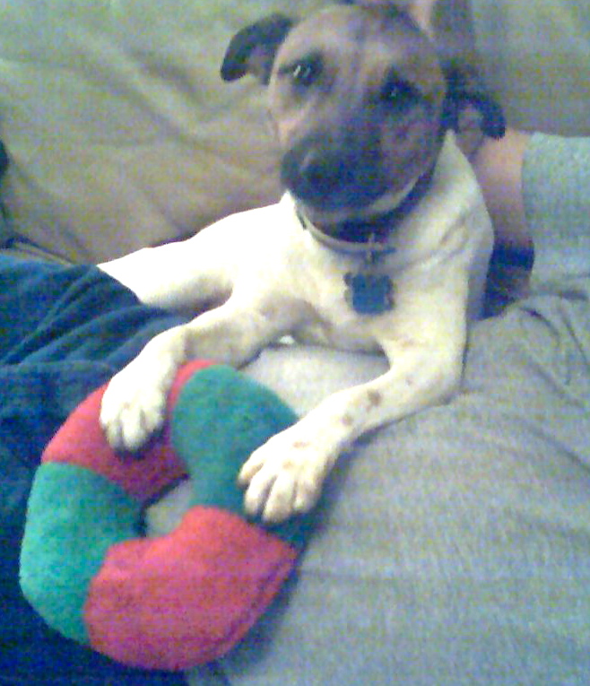 MINNIE!! Losing home to divorce! Purebred Jack Russel..Fully vetted/Healthy/Trained/ LOVES  PEOPLE ..needs to be only pup
