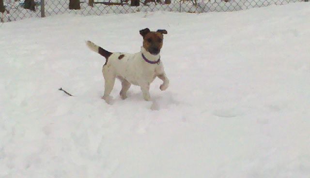 MINNIE!! Losing home to divorce! Purebred Jack Russel..Fully vetted/Healthy/Trained/ LOVES  PEOPLE ..needs to be only pup 3