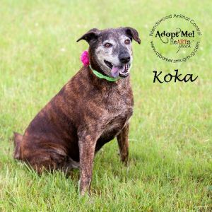 Koko #11902  Adoption Fee Sponsored