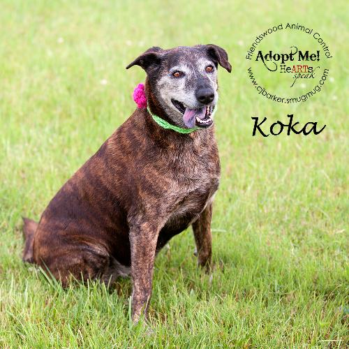Koko #11902  Adoption Fee Sponsored 1