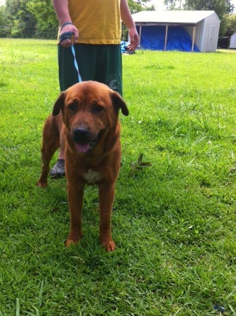 Hebert, an adoptable Rottweiler, Golden Retriever in Walker, LA, 70785 | Photo Image 1