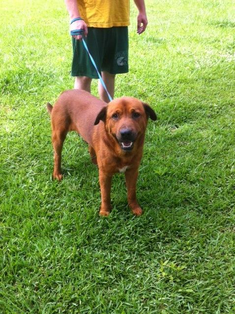 Golden retriever rottweiler mix hot sale breeder