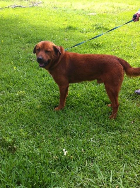 Golden retriever hot sale rottweiler mix