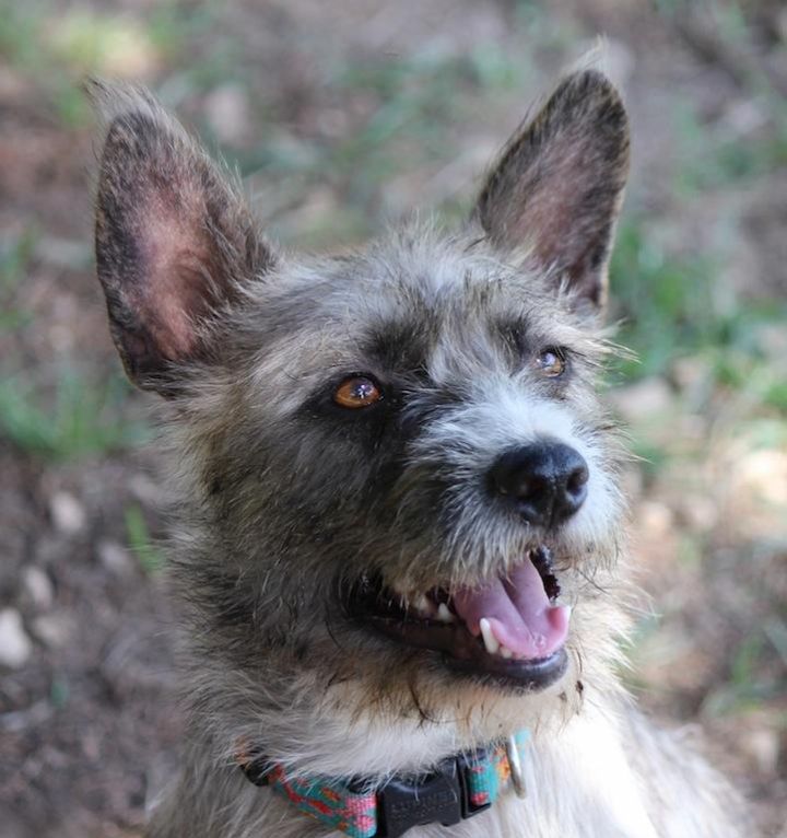 ROSIE HIGGINS (ADoption fee reduced to $150.  Lets get her a home for the Holidays!), an adopted Cairn Terrier Mix in Marble Hill, MO_image-1