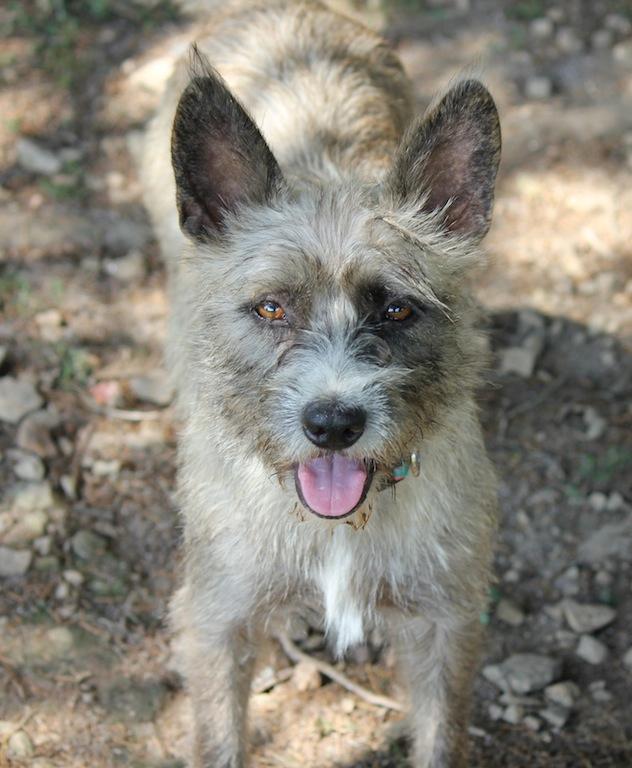 ROSIE HIGGINS (ADoption fee reduced to $150.  Lets get her a home for the Holidays!), an adopted Cairn Terrier Mix in Marble Hill, MO_image-3